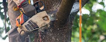 Best Tree Maintenance Programs  in Cross Plains, TN