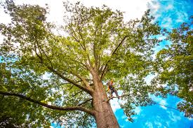 Best Soil Testing and Treatment  in Cross Plains, TN