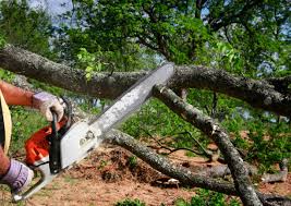 Best Lawn Disease Treatment  in Cross Plains, TN