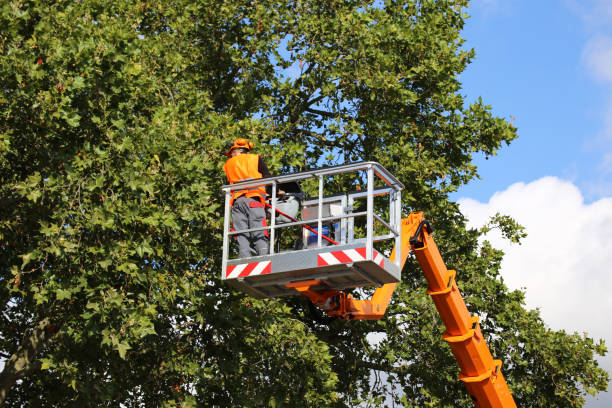 Best Weed Control  in Cross Plains, TN
