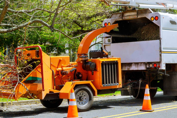 Seasonal Cleanup (Spring/Fall) in Cross Plains, TN