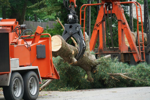 Best Hedge Trimming  in Cross Plains, TN