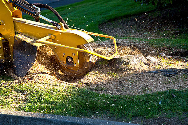 How Our Tree Care Process Works  in  Cross Plains, TN